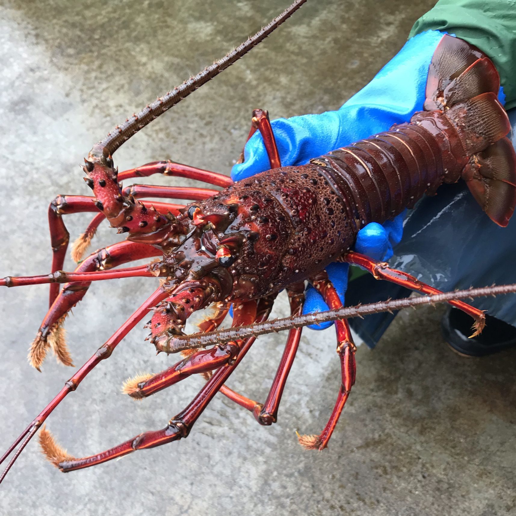 愛媛 活き ( 伊勢海老 ) 1-3尾 400-500g分 刺身 焼物 茹でる 汁物 送料